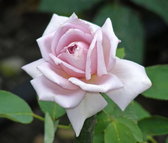 Lady X photo lx2014_07270036_zps81b68bad.jpg